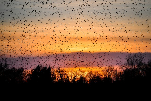 Murmuration of starlings