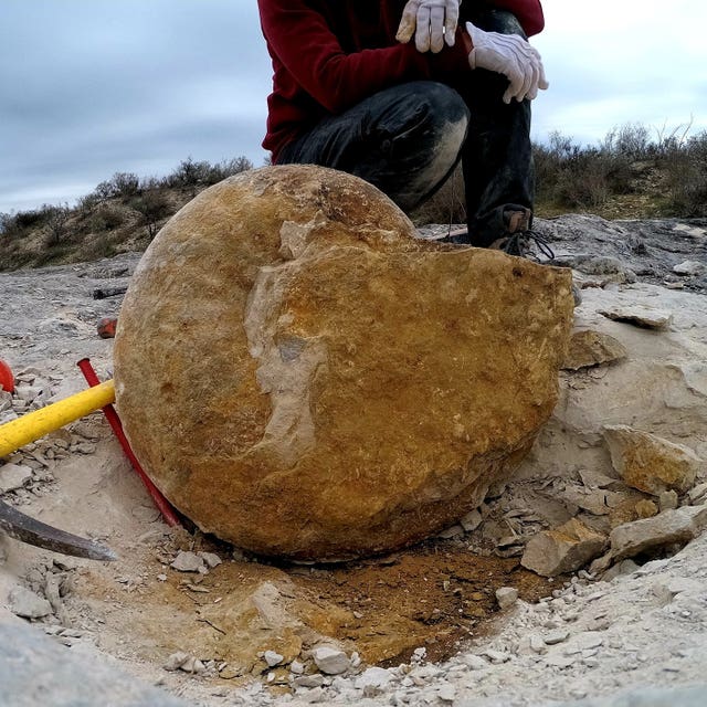 A giant ammonite in Mexico