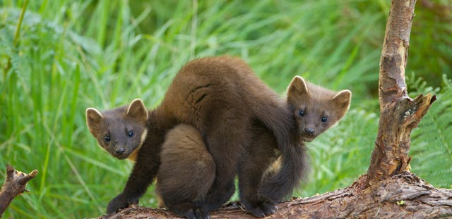 Pine martens in England