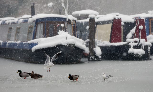 Gulls and ducks stand on ice in front of canal boats on the Kennet and Avon Canal at the Caen Hill Locks near Devizes, in Wiltshire 