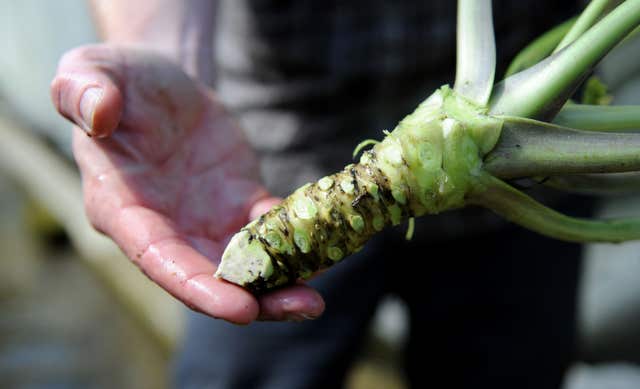A trimmed harvested wasabi plant