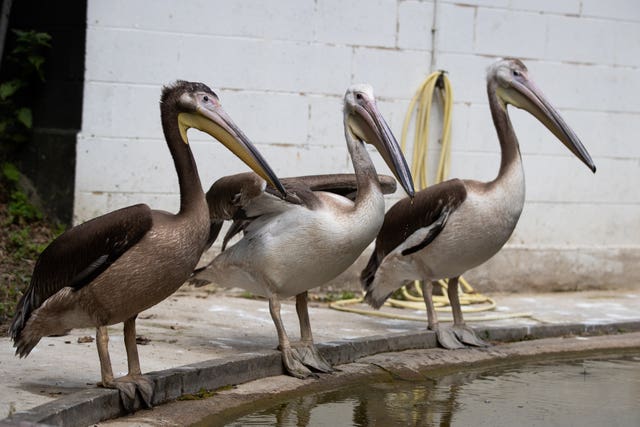 Pelicans at St James’s Park