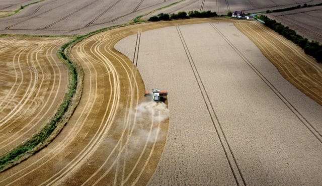 A combine harvester gathering in a crop of corn