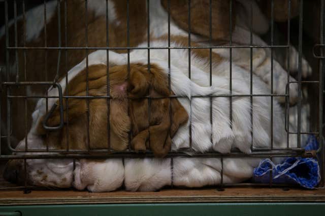 Crufts 2018