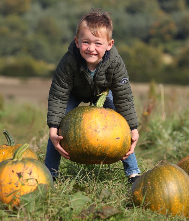 Pumpkin fields
