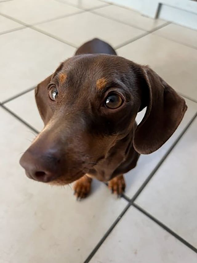 Sixteen-month-old Twiglet was stolen from her home in Catmere End, Saffron Walden (Twiglet, who is 16 months old, was stolen from her home in Saffron Walden