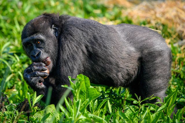 Gorilla family at Bristol Zoo