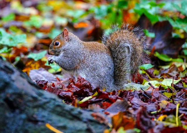 A squirrel among fallen autumn leaves