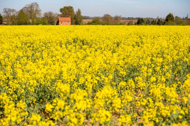 A rapeseed field