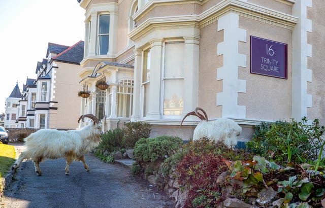 The goats strayed into some people's gardens