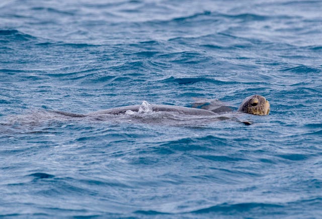 A logger-head turtle swims around Lady Elliot's Island (Steve Parsons/PA)