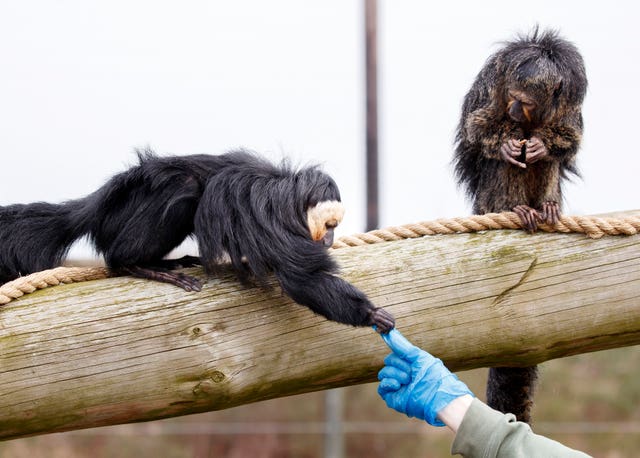 Monkeys