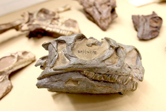 Species discovered in 2019