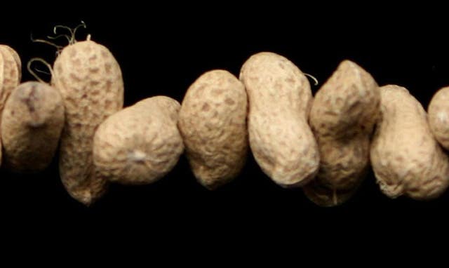Peanut study