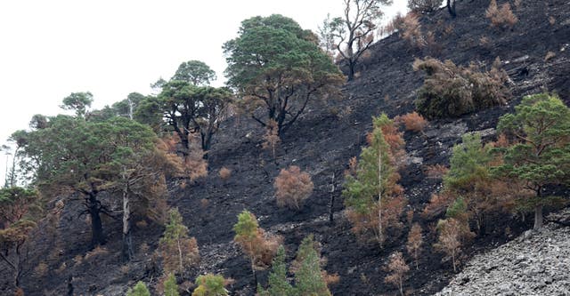 Trees at the Green Loch, which is close to Ryvoan Bothy in the Cairngorms