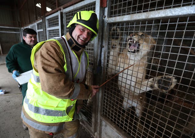 Crew manager Kevin Eddie from SFRS feeds a lion at Blair Drummond Safari Park (Andrew Milligan/PA)