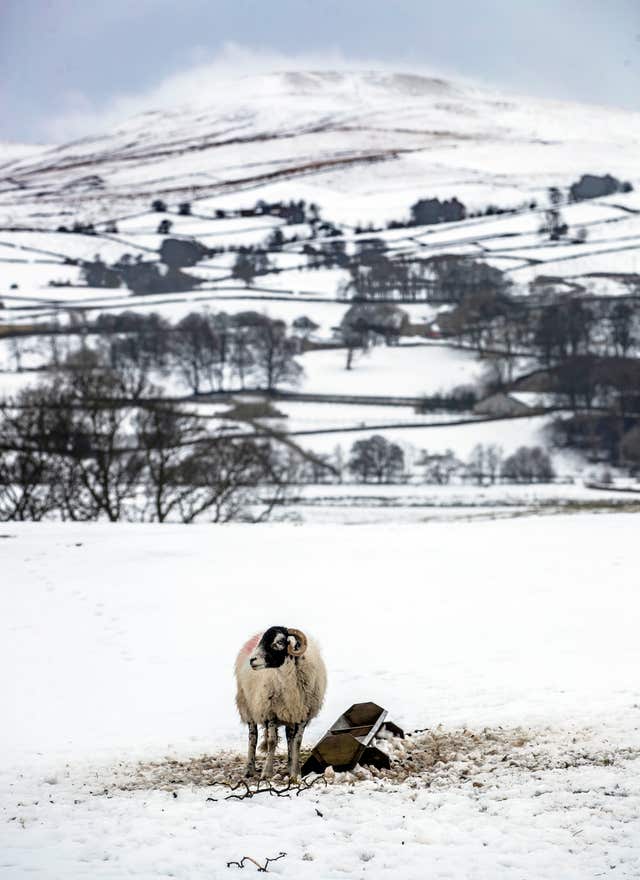 A sheep in snowy conditions near Hardraw in the Yorkshire Dales (Danny Lawson/PA)
