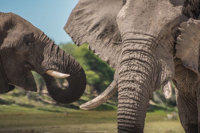 Elephant study