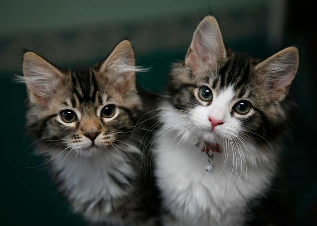 Cat stock