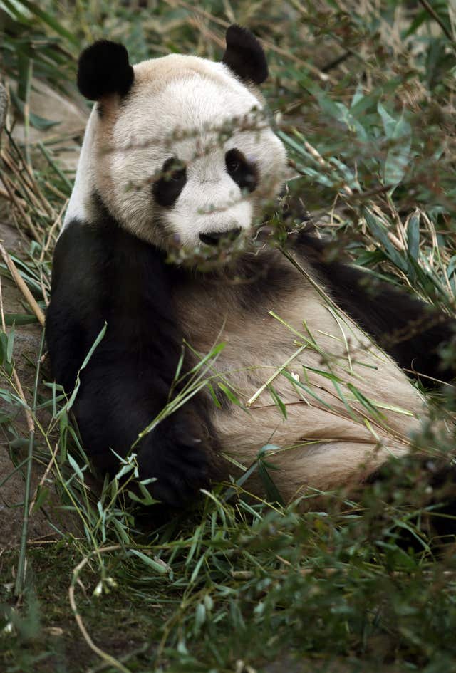 Yang Guang rests in his enclosure (David Cheskin/PA)