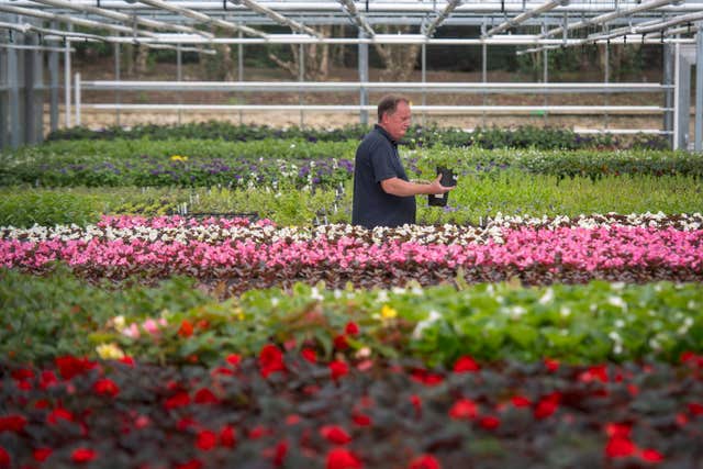 Nursery manager Mike Jones inspects some Dusky Cranesbill geraniums (Victoria Jones/PA)