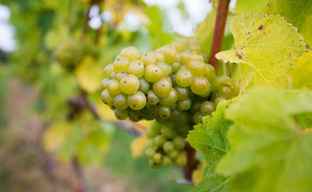 Sparking wine figures