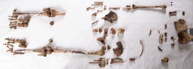 St Eanswythe remains