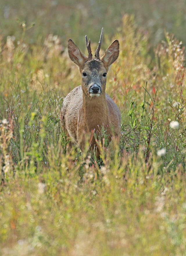roe deer