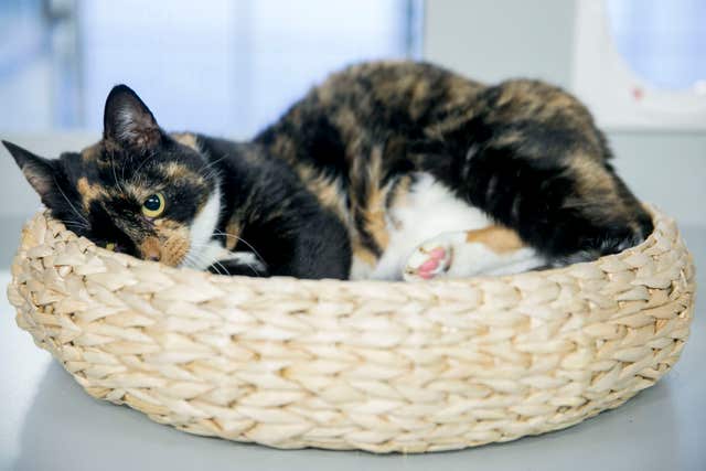 A cat in a cat bed
