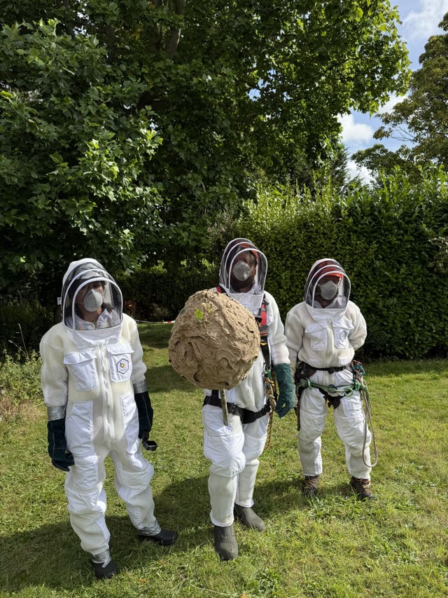 First Asian Hornet nest in Ireland