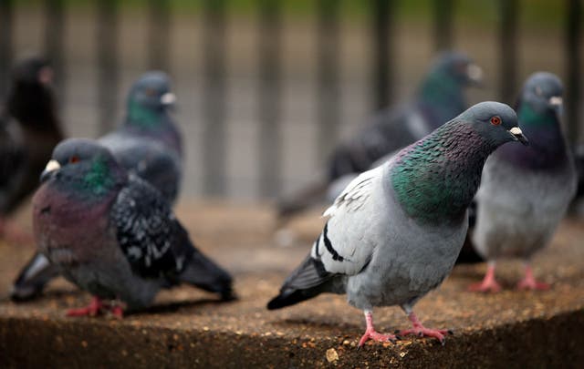 Pigeons at Primrose Hill – London