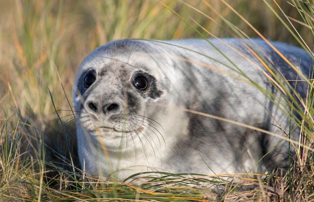 Seal pups at Blakeney National Nature Reserve