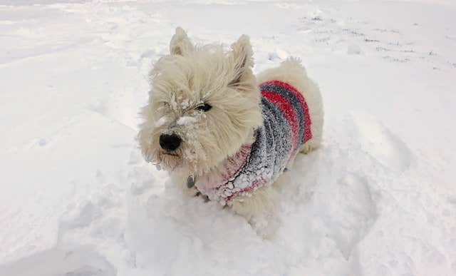 Arthur, a West Highland terrier, explores the snow near Okehampton (Martin Keene/PA)