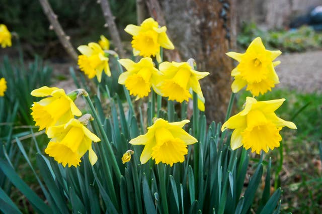 Out of season flowers