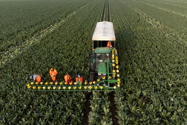 Cauliflowers being harvested