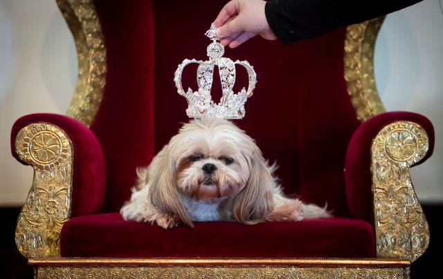 Gizmo the Shih Tzue wears a crown