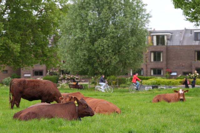 Cambridge cows