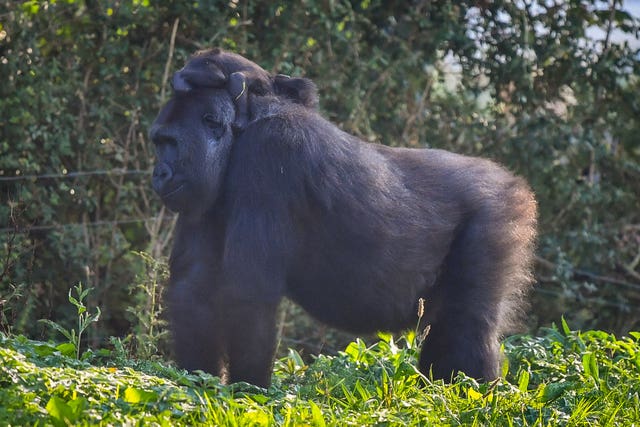 Gorilla family at Bristol Zoo