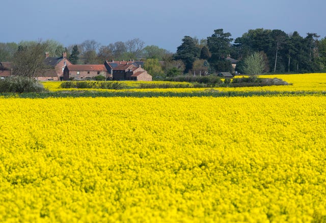 Rapeseed field