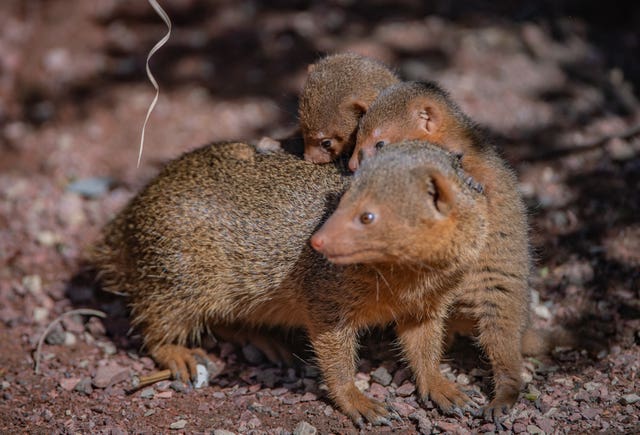 Undated handout photo issued by Chester Zoo of tiny dwarf mongoose triplets that have emerged from their burrows for the very first time after being born at Chester Zoo