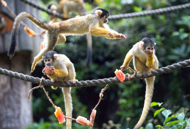 Squirrel monkeys