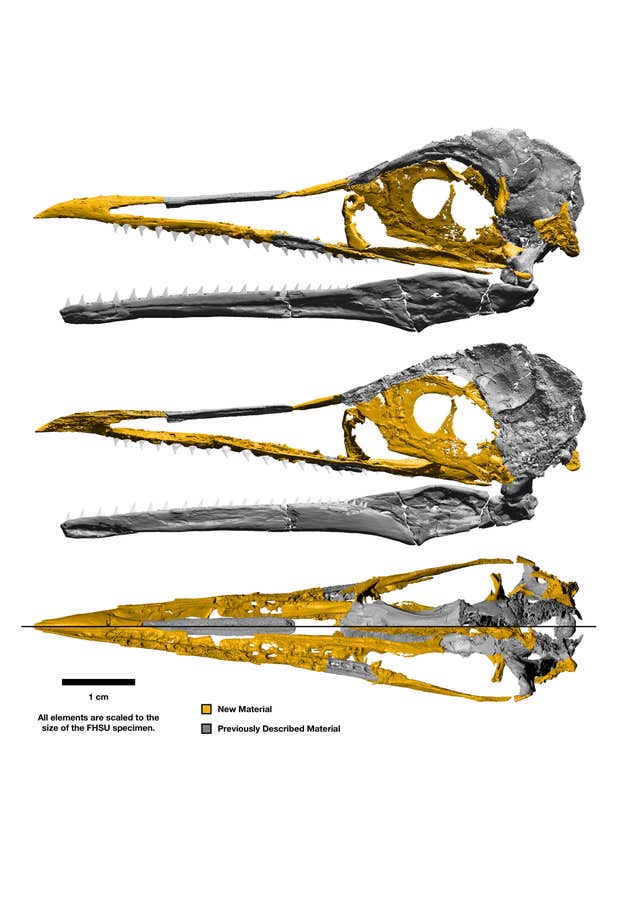 3D fossil of Ichthyornis dispar