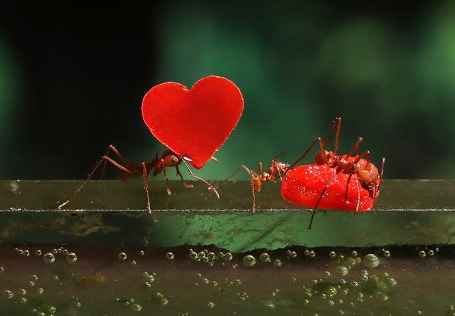 Leaf cutting ants deliver red love hearts to their queen in their nest at Blair Drummond Safari Park (Andrew Milligan/PA)