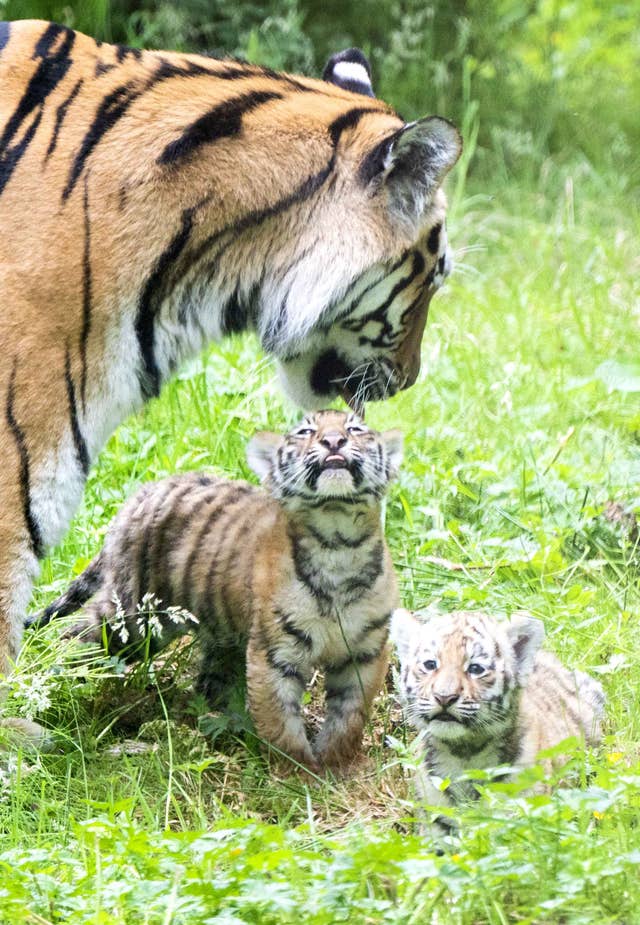 Two of the three Amur tiger cubs, with their mother