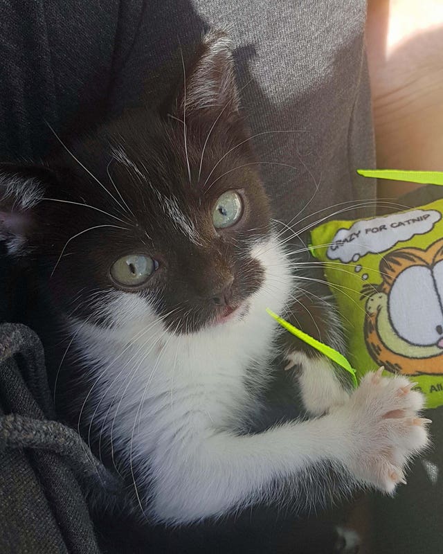 Mowzer, a black and white kitten who is believed to have a rare form of dwarfism