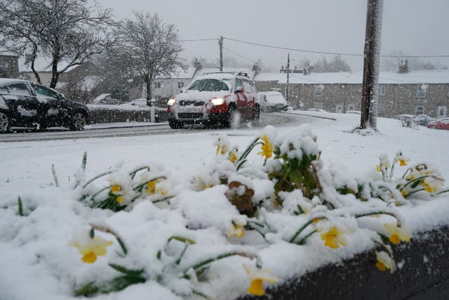 Daffodils covered in a blanket of snow in the village of Catton, Northumberland
