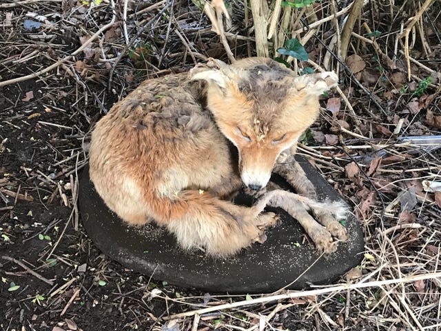 RSPCA reveals funniest calls of 2019