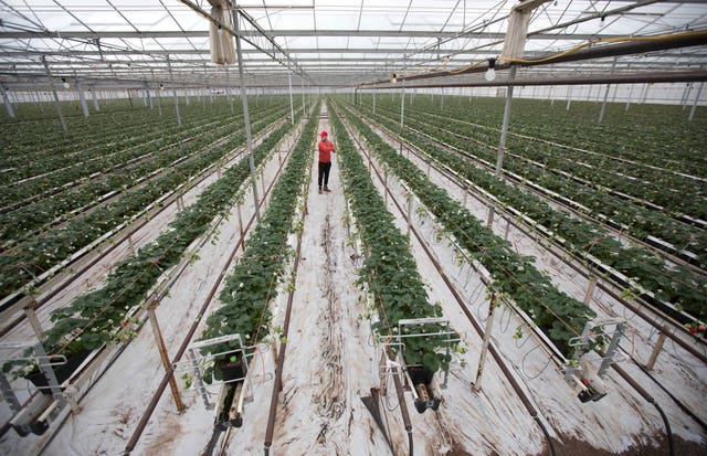 British strawberries