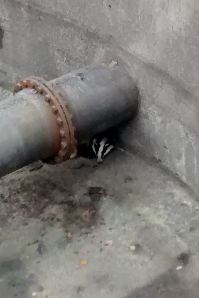 Badger rescue
