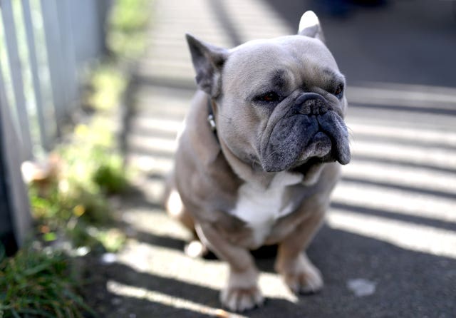 Dog